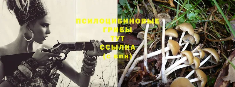 Псилоцибиновые грибы Cubensis  Азнакаево 